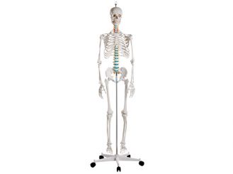 Skelett "OSCAR" 1x1 items 
